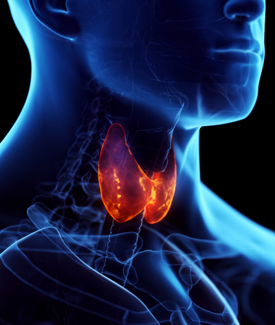 thyroïde
