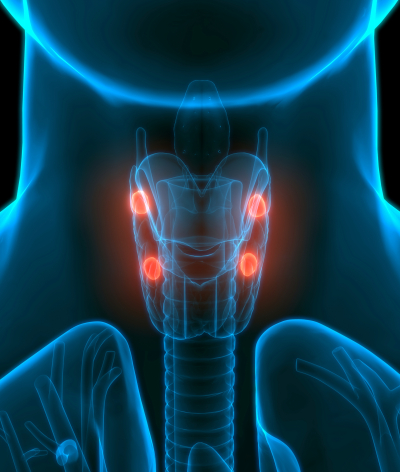 Parathyroid